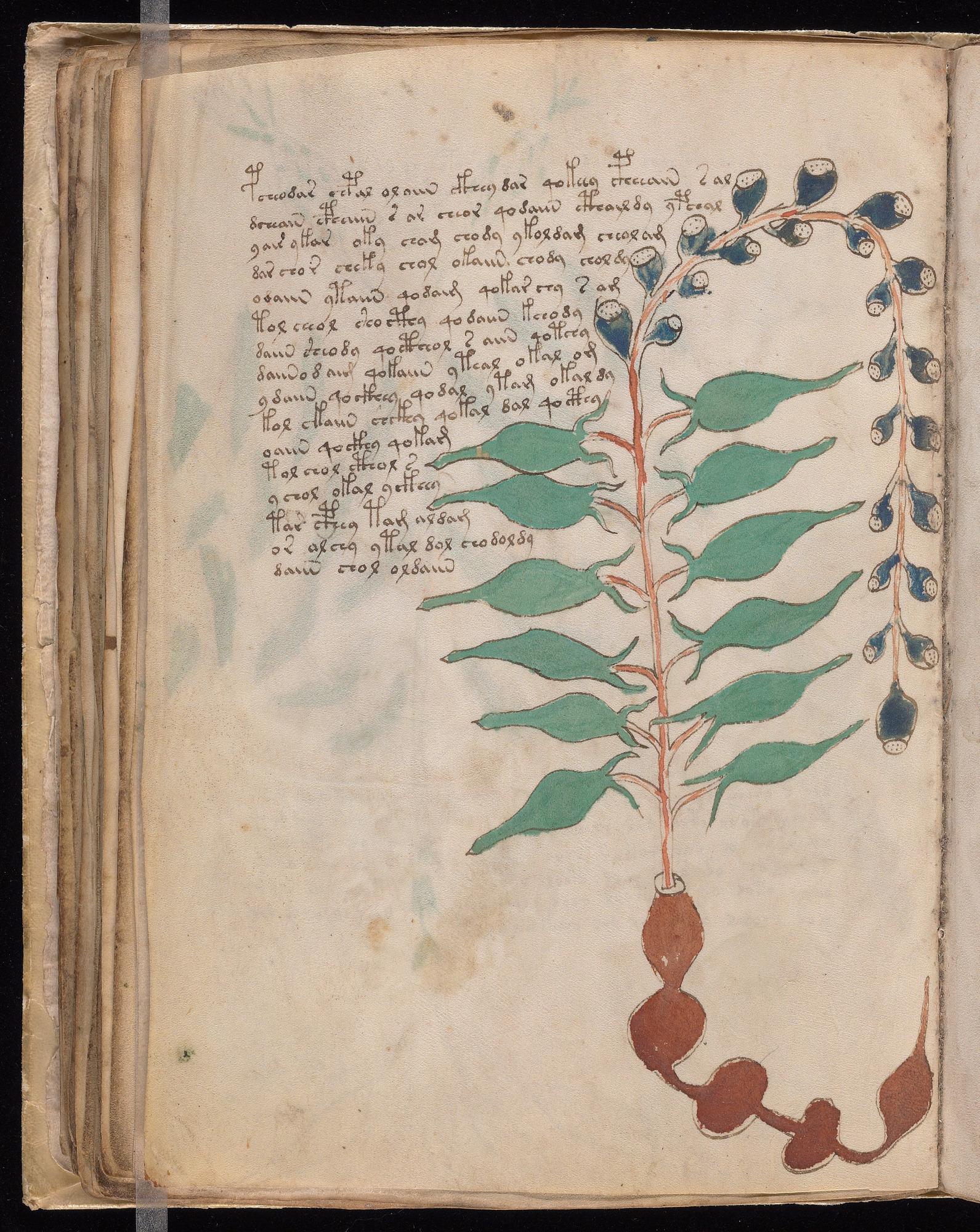 Voynich Manuscript folio f54v — Beinecke MS 408